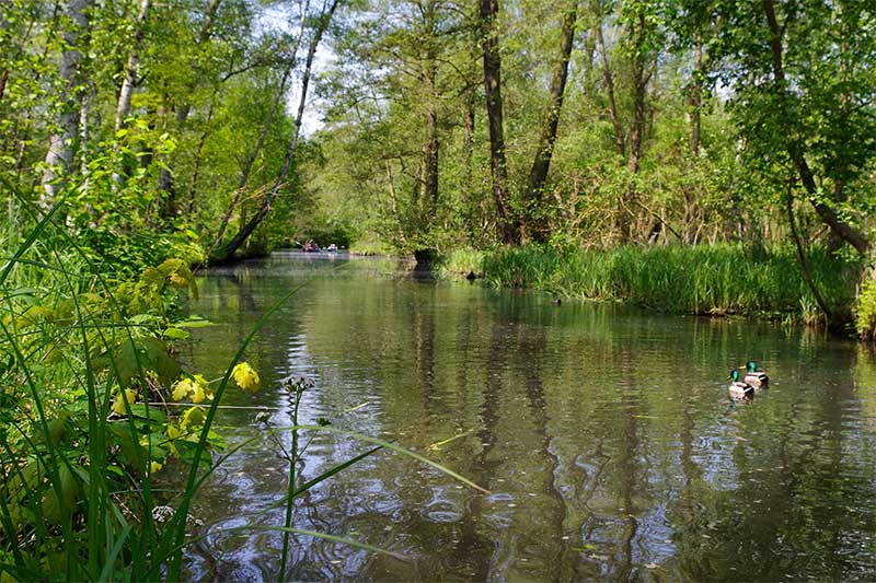 Fließ in Burg Spreewald